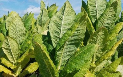 Yumuşak içimli tütünler