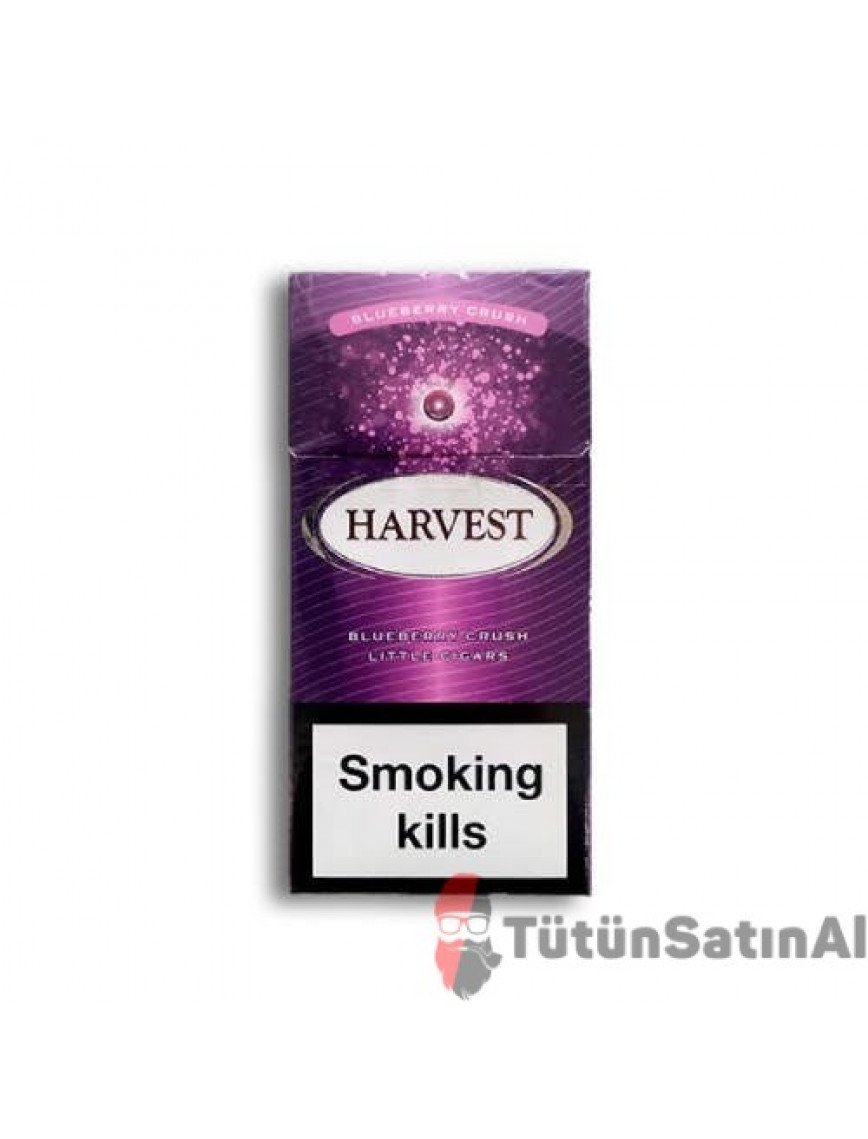 Harvest Blueberry Crush Little (Yaban Mersinli)